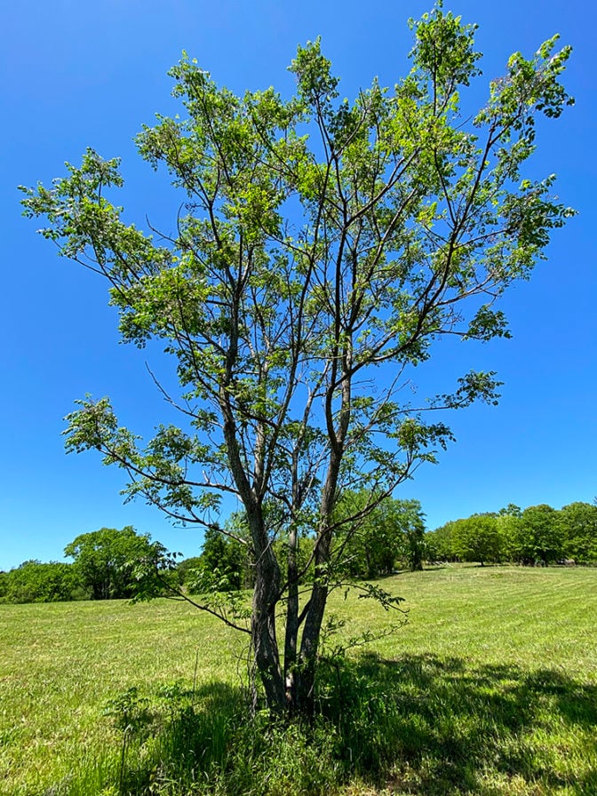 Chinaberry Tree